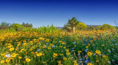 Güney Afrika Afrika bahar çiçek peyzaj