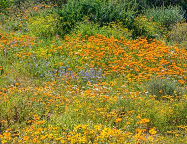 Güney Afrika Afrika bahar çiçek peyzaj