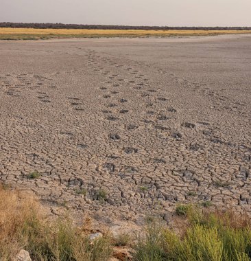 Namibya savana içinde kuru nehir yatağı çok pişmiş çamura hayvanlar parça