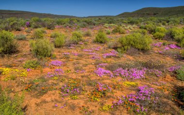 Güney Afrika Afrika bahar pembe çiçek peyzaj