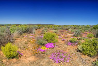 Güney Afrika Afrika bahar pembe çiçek peyzaj