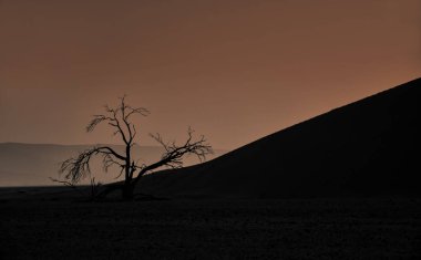 Namib Çölü'nde ağaç gündoğumu arka plan üzerinde silüeti