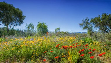 Güney Afrika Afrika bahar çiçek peyzaj