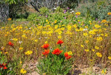 Manzara renkli Afrika bahar çiçek Güney Afrika