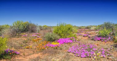 Güney Afrika Afrika bahar pembe çiçek peyzaj