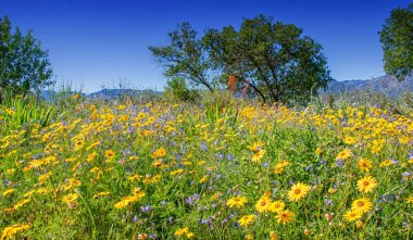 Güney Afrika Afrika bahar çiçek peyzaj