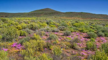 Güney Afrika Afrika bahar pembe çiçek peyzaj