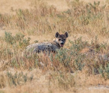 Benekli sırtlan Namibya ovada kuru ot, yalan