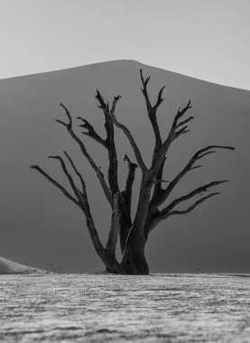 Namibya ülkesindeki Deadvlei ölü deve diken ağacının tek renkli fotoğraf 