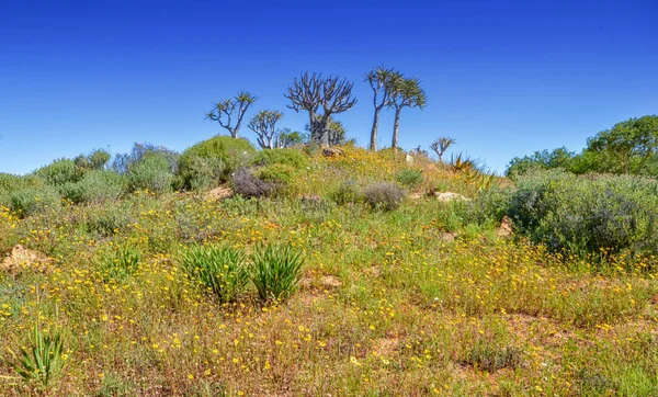 Landscape African Trees Southern Africa — Stock Photo, Image