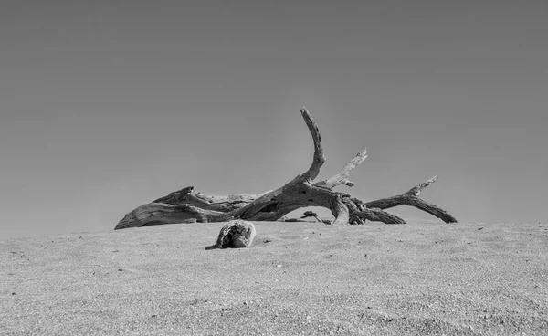Photo Monochrome Épine Chameau Mort Deadvlei Namibie — Photo