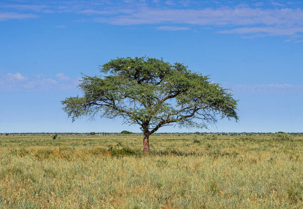 Camel Thorn Tree в саванне Северного Кейпа, Южная Африка
