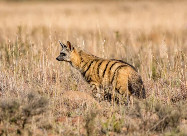 亚洲豺在他的栖息地在大草原 南部非洲 — 图库照片
