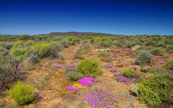 Landscape of African spring pink flowers in Southern Africa