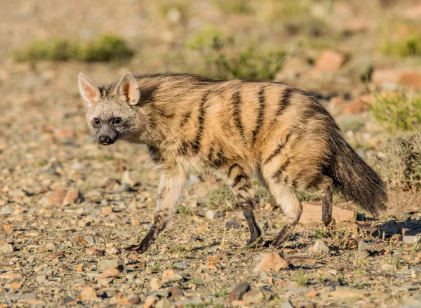 Sciacallo Asiatico Che Cammina Sulla Strada Terra Savana Africa Australe — Foto Stock