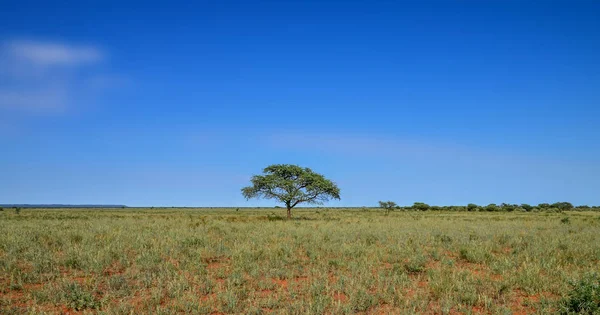 Wielbłąd Drzewo Cierń Regionie Przylądka Północnego Sawanny Republika Południowej Afryki — Zdjęcie stockowe