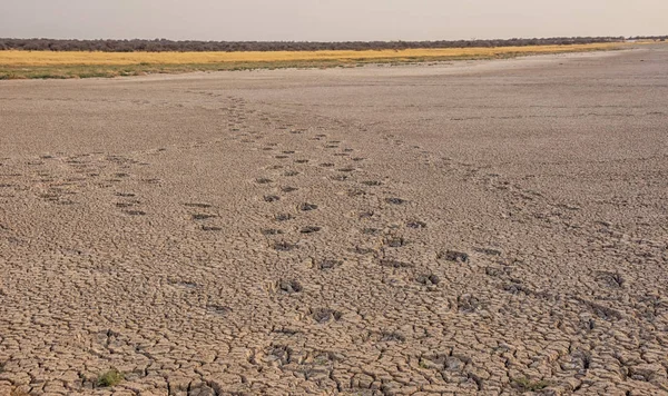 Animals tracks in hard baked mud in dry riverbed in Namibian savanna