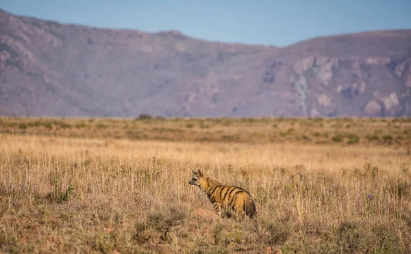 亚洲豺站在草原上的干燥草地上山背景 — 图库照片