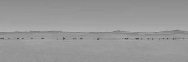 Monochromes Foto Einer Weit Offenen Wüstenlandschaft Namibia — Stockfoto