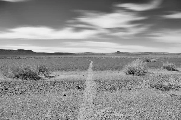 在南部非洲开放的稀树草原上的羚羊轨道导线单色照片 — 图库照片