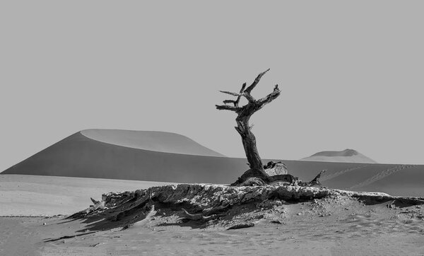monochrome photo of dead camel thorn tree in Deadvlei in Namibia 