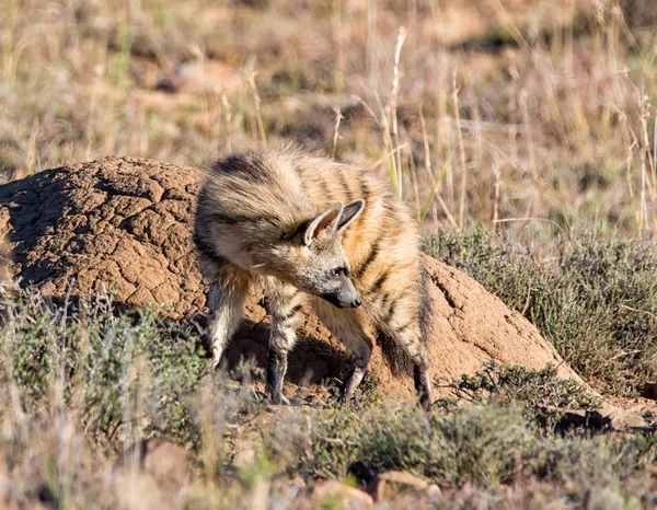 南部アフリカのサバンナで彼の生息地でアジアのジャッカル — ストック写真