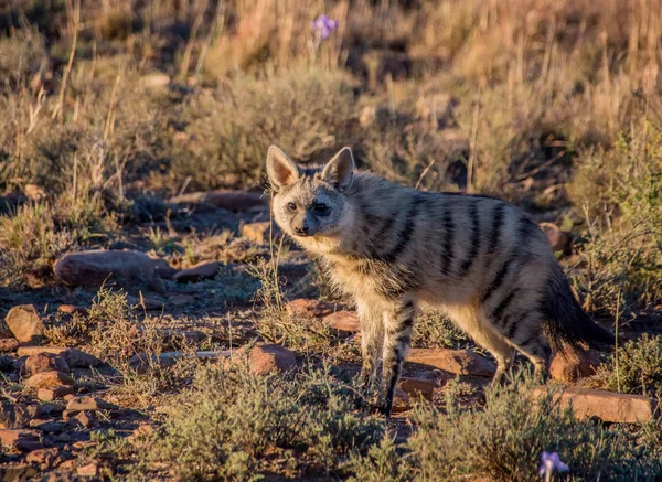 Onun yaşam savana, Güney Afrika, Asya çakal  