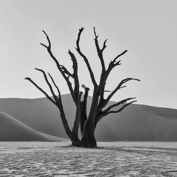 Monochromes Foto Eines Toten Kameldornbaums Namibia — Stockfoto