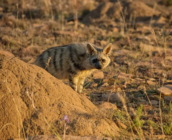 Šakal Své Stanoviště Savaně Jižní Africká — Stock fotografie