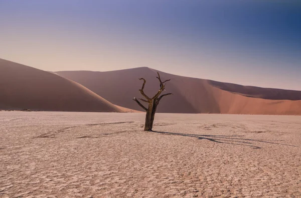 Дерево Пустыне Мертвый Влей Рано Утром Намибия — стоковое фото