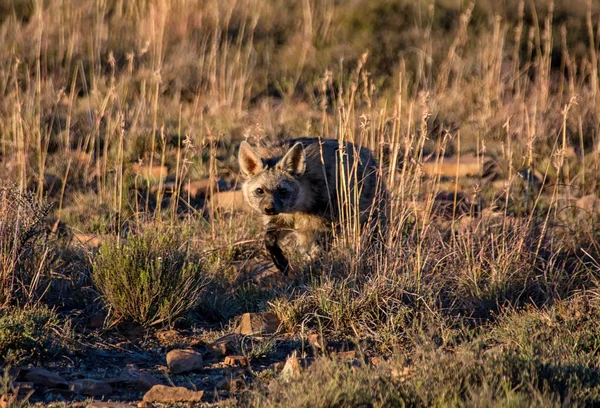 南部アフリカのサバンナで彼の生息地でアジアのジャッカル — ストック写真