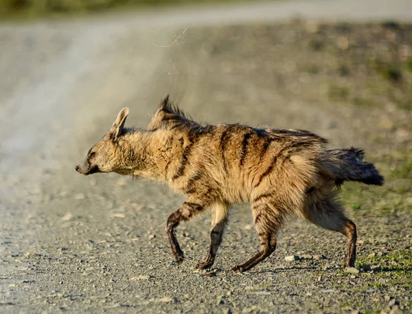 Ασιατική Jackal Περπατώντας Στον Δρόμο Του Εδάφους Στην Σαβάνα Νότιας — Φωτογραφία Αρχείου