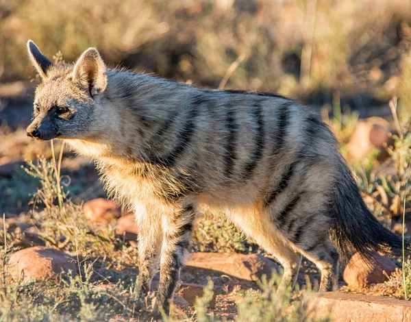 Élőhely Savanna Dél Afrikai Ázsiai Sakál — Stock Fotó