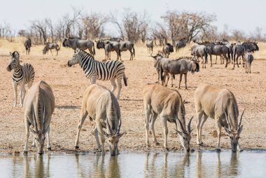 Elands at a watering hole in Namibian savanna clipart