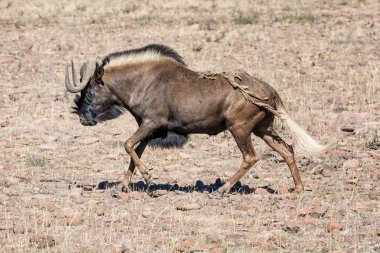 Güney Afrika savana siyah Wildebeest