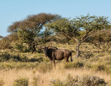 Güney Afrika savana mavi Wildebeest