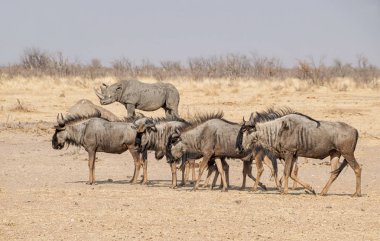 Namibya savana mavi öküz sürüsü