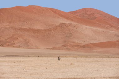 Gemsbok antilop Namib Çölü'nde