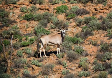 Güney Afrika savana Gemsbok antilop