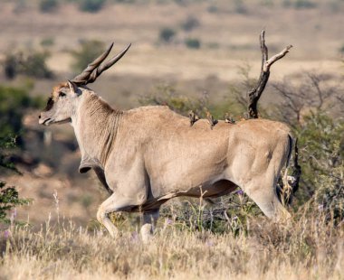 Güney Afrika savana otostop Oxpecker kuşlar Eland boğalarla