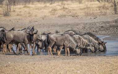 Mavi öküz sürüsü, Namibya savana bir sulama delik