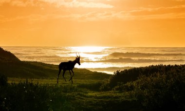Okyanusa doğru günbatımı Güney Afrika'da yürüyen bir Bontebok