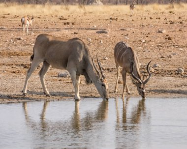 Eland ve Kudu boğalar, Namibya savana bir sulama delik