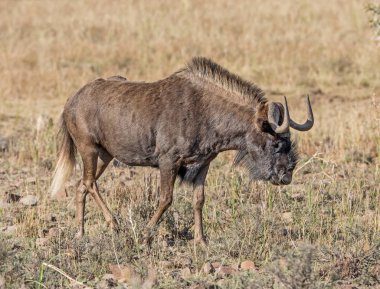 Yalnız siyah Wildebeest Güney Afrika savana yürüyor