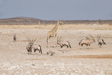 Namibya savana Gemsbok antilop 