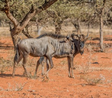 Güney Afrika savana Juvenil mavi öküz