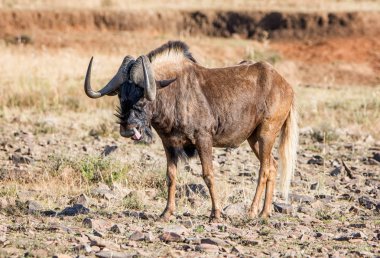 Güney Afrika savana siyah Wildebeest