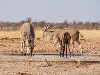 Eland Namibya savana bir sulama delik, kırmızı Hartebeest kum