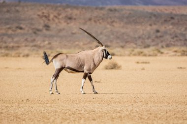 Güney Afrika savana Gemsbok antilop