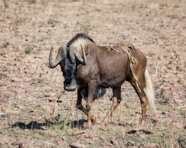 Güney Afrika savana siyah Wildebeest